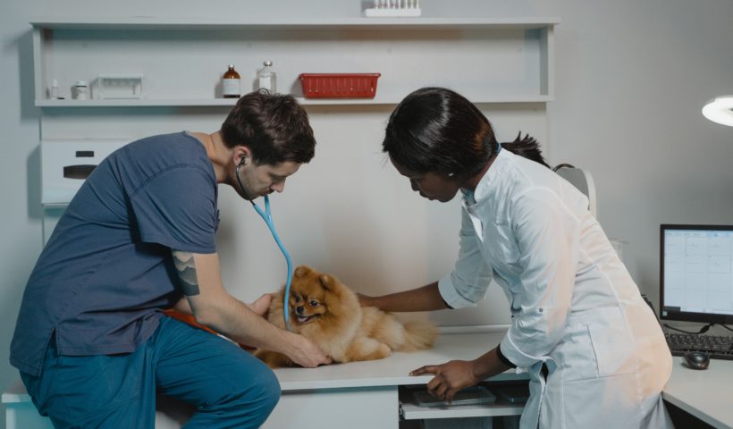 cursos técnicos para quem quer ser veterinário