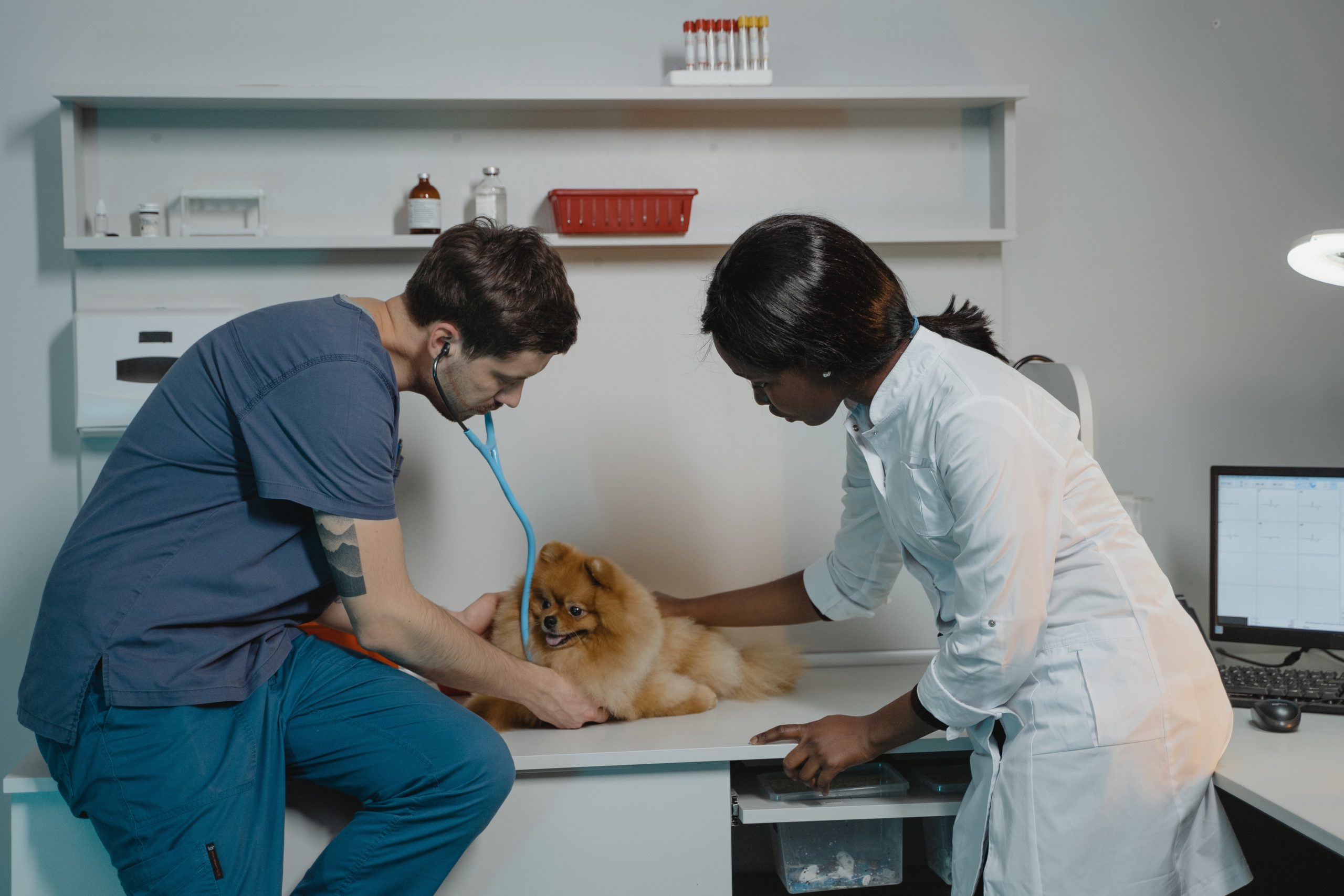 cursos técnicos para quem quer ser veterinário