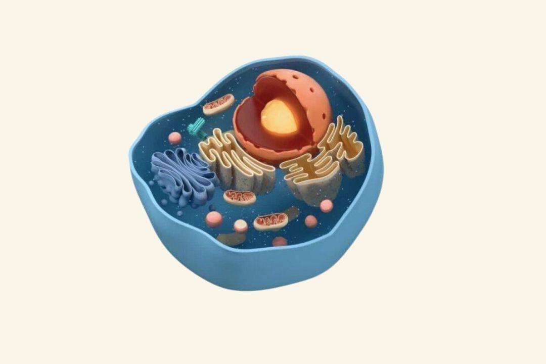 exercícios de biologia celular para a prova da etec